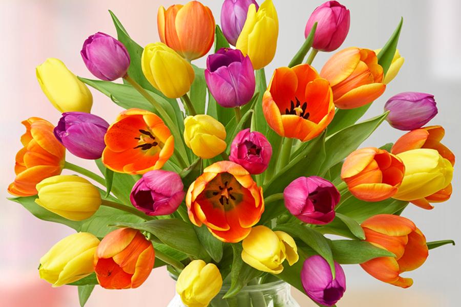 all about tulips