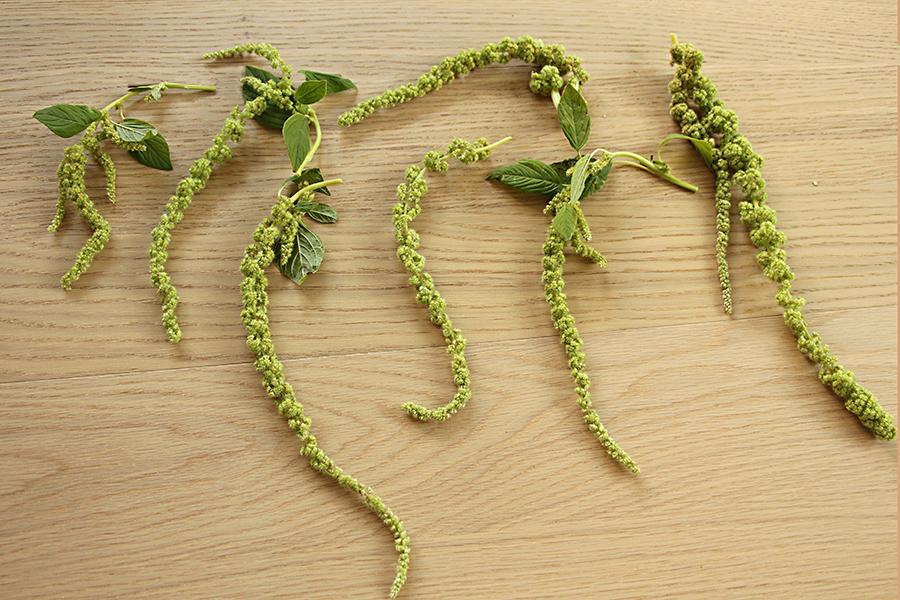 amaranthus laterals