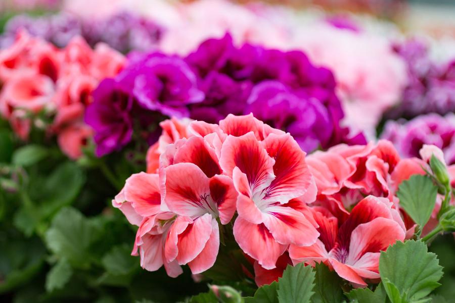 photo of wedding anniversary flowers with geraniums