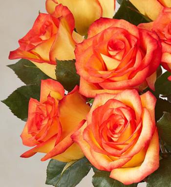 High and Magic Roses,  Stems