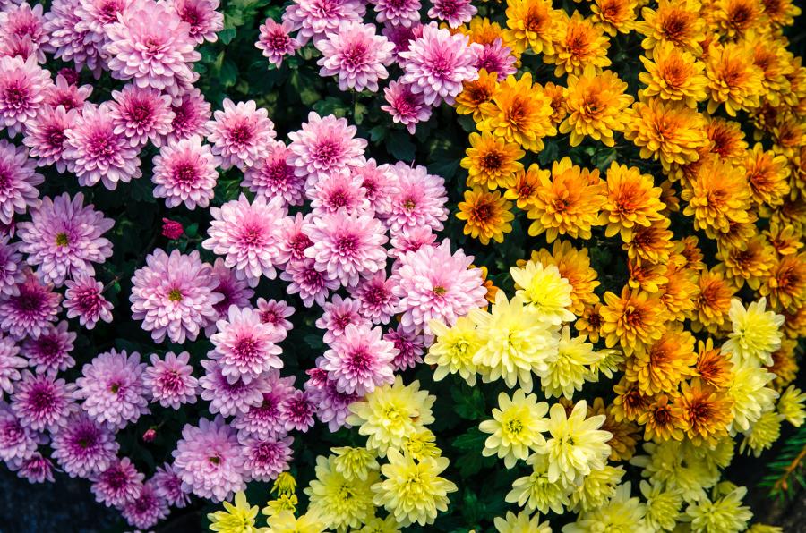 chrysanthemums