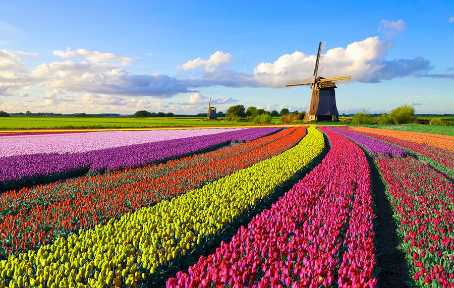 tulip field