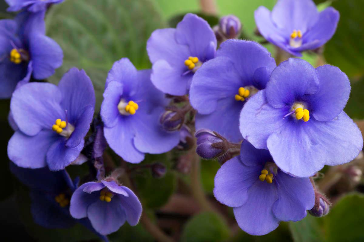tropical flowers with african violet