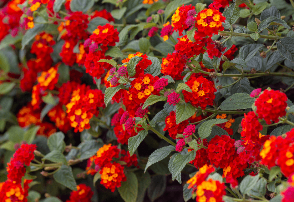 lantana blooming flowers