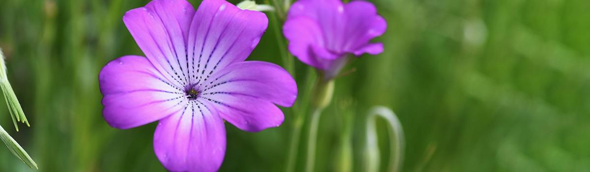 funny flower names with corn cockle