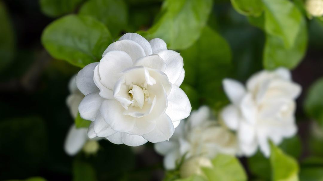 A photo of best smelling flowers with jasmine growing in nature