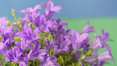 Dalmatian bellflower  Campanula portenschlagiana