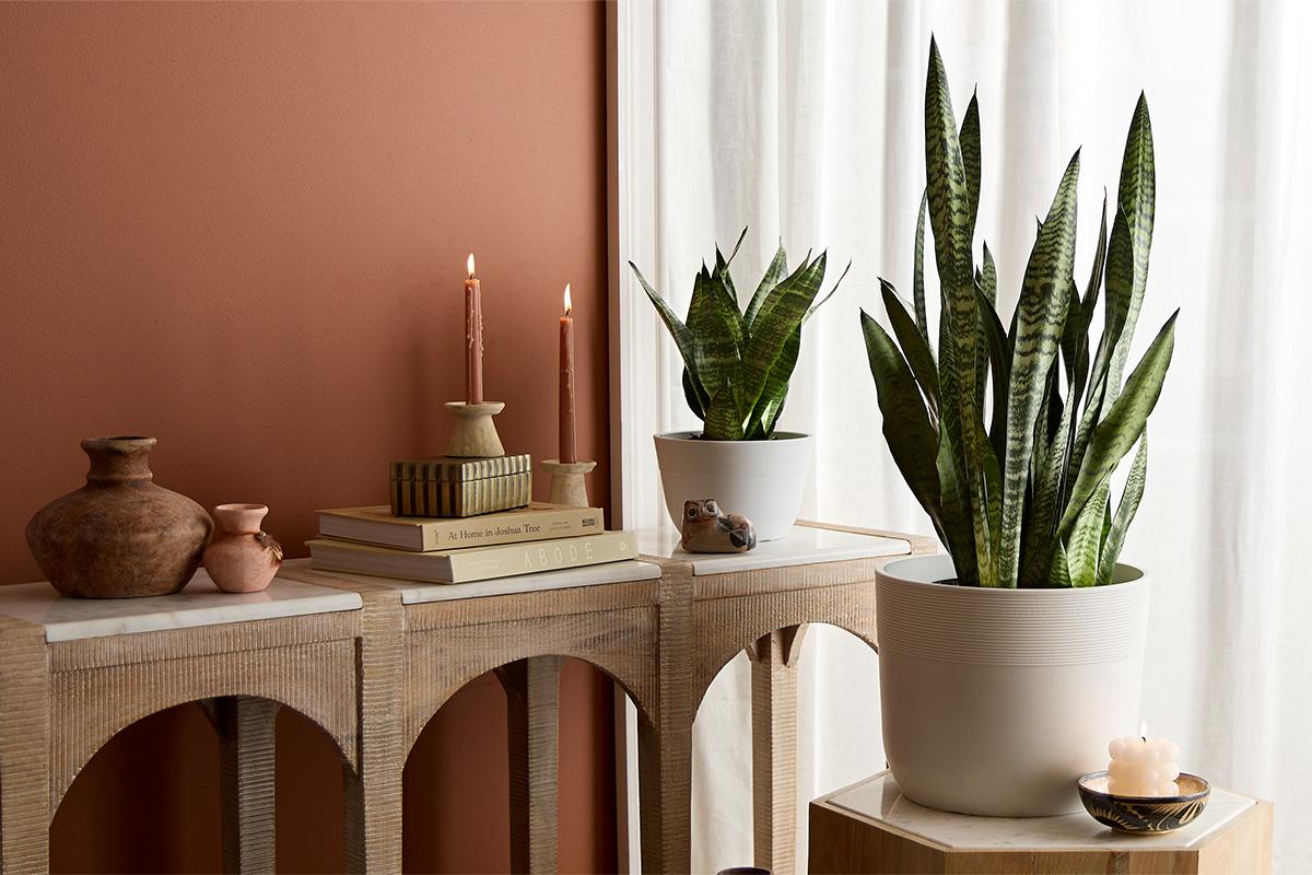 plant of the year hero