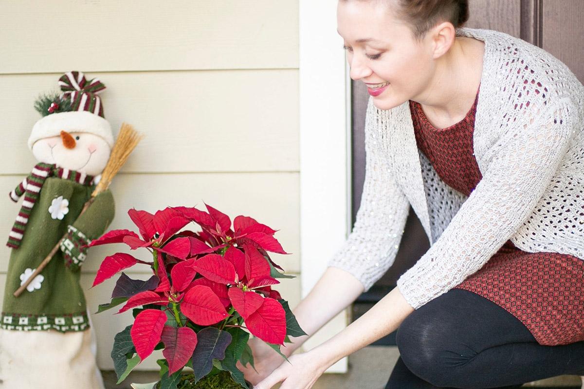 poinsettia care hero