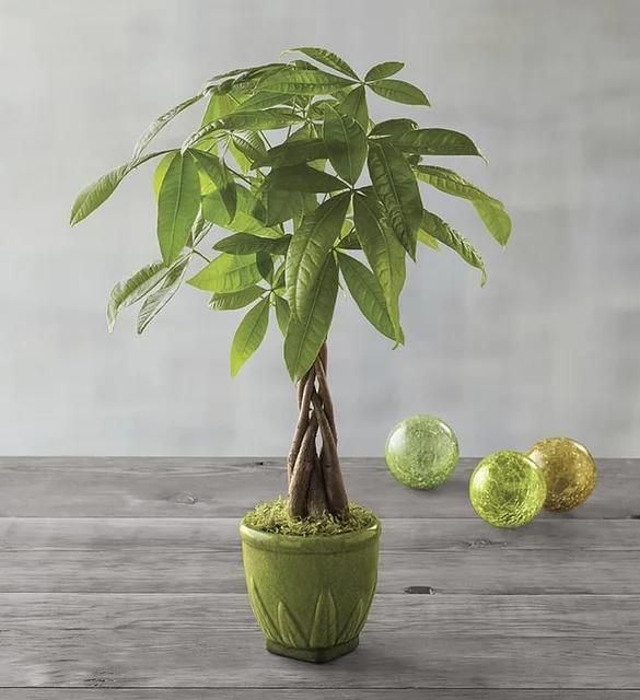 Holiday Gifts for Employees Money Tree